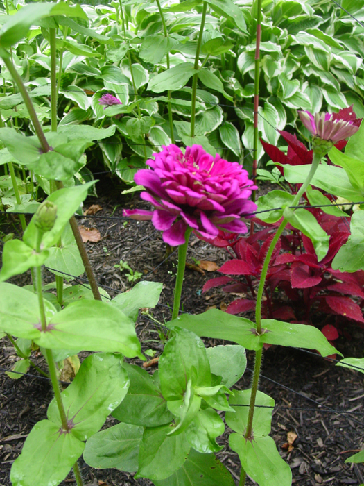 Zinnia Benary Hybrid